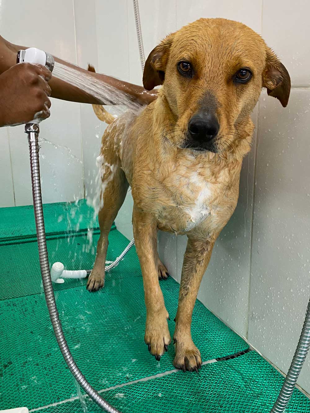 Banho e Tosa Perto de Mim - Clínica Veterinária Klabin LTDA