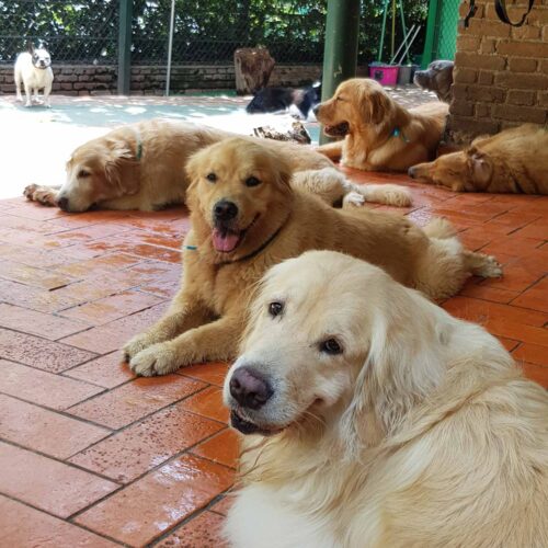 Hotel para cachorros em São Paulo