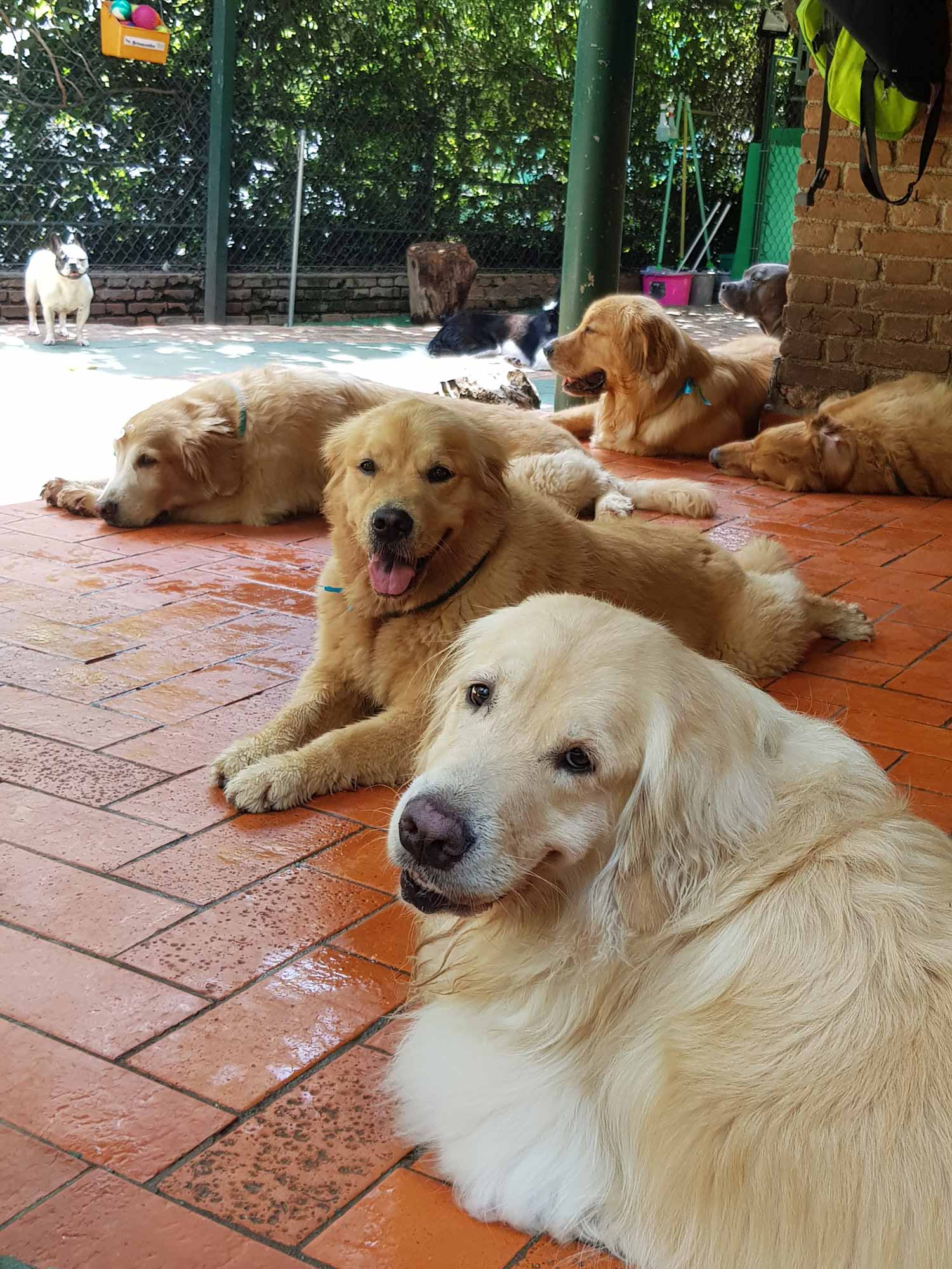 Fotos Hotel para Cachorro em São Paulo