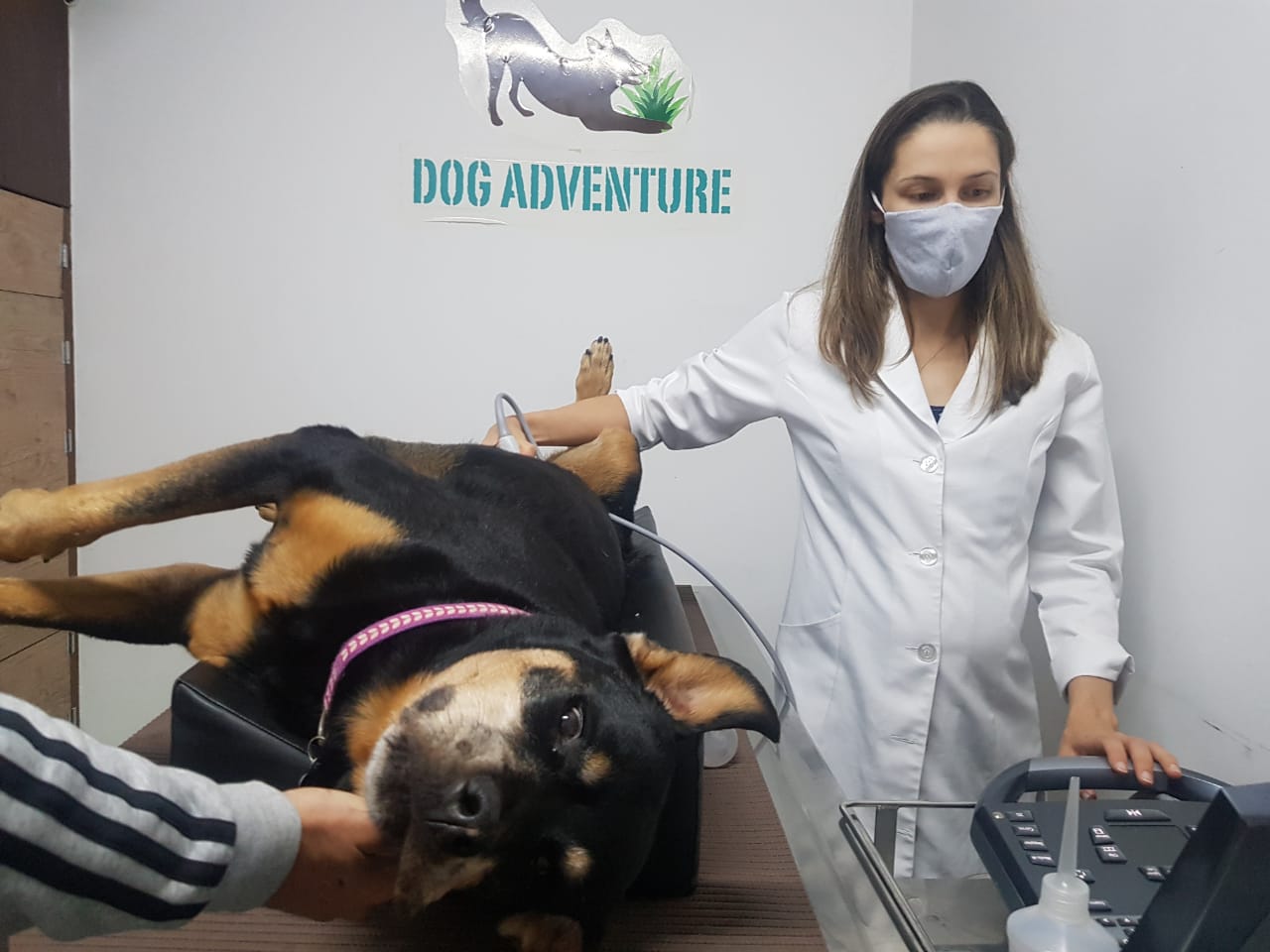 Banho e Tosa Perto de Mim - Clínica Veterinária Klabin LTDA. Veterinário em  Vila Mariana