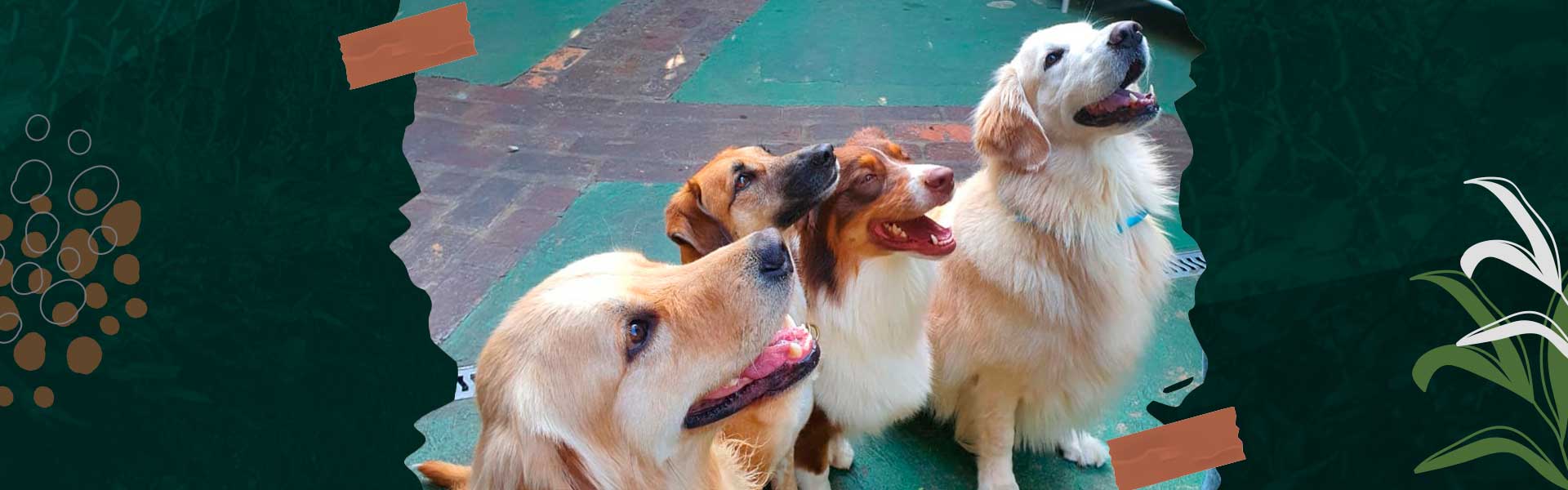 Serviço de Banho e Tosa Delivery Gama - Banho e Tosa Táxi Dog