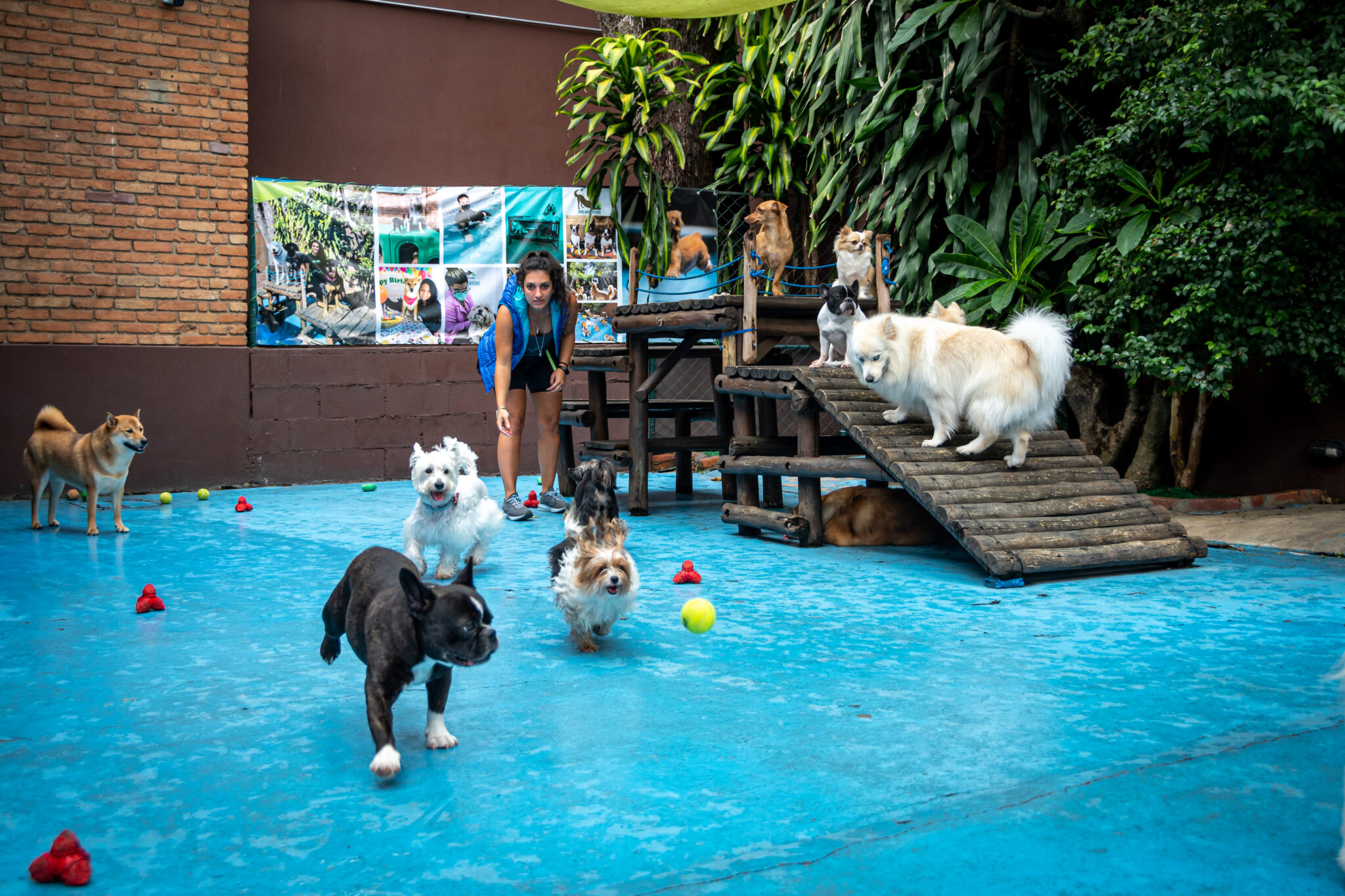 10 benefícios que a creche para cachorros pode oferecer | Hotel/Creche ...
