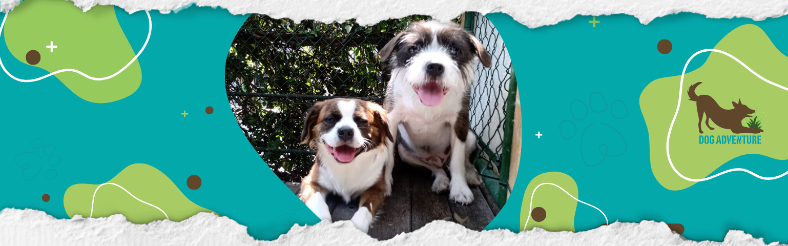 Border Collie - Raças de Cães Médios - Cão Nosso - Creche Canina